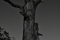 old_tree_rogalin_2