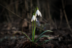 Snowdrops