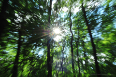 schizophrenic forest