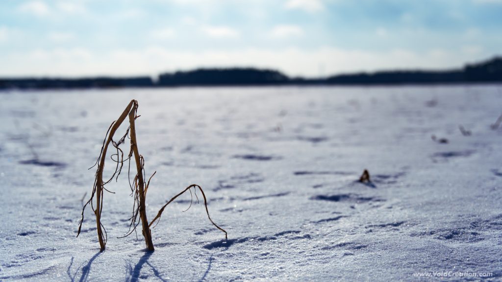 Winter in the field