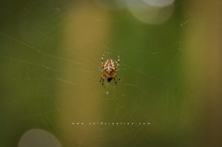 Cross_Spider